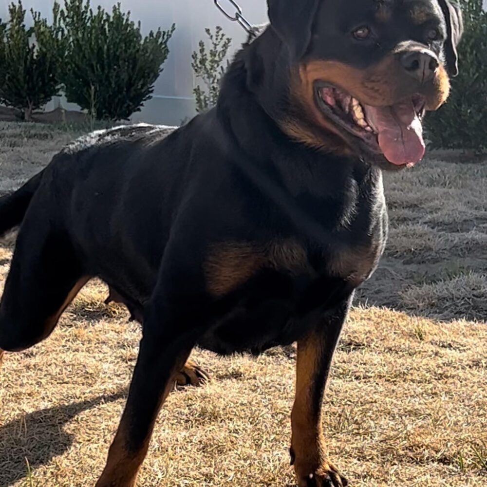 Home - Vom Valencia Haus Breeders of 100% German Rottweilers